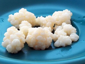 Fresh kefir grains